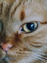 Suspicious look of the cat Royalty Free Stock Photo