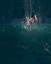 Suspicious roe deer doe Capreolus capreolus with pointed ears.