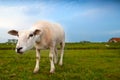 Suspicious sheep via wide angle