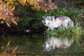 Suspicious wolf staring across a pond