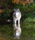 Suspicious wolf staring across a pond