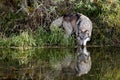 Suspicious wolf and it's reflection drinking at a pond