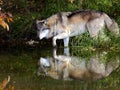 Suspicious wolf and it's reflection at a pond