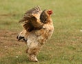 Sussex Bantam Chicken Royalty Free Stock Photo