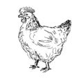 Sussex Chicken or Hen Side View Drawing