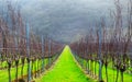 Sussex, England, United Kingdom, wine growing region, rows of long straight grapevines in and English vineyard in winter Royalty Free Stock Photo