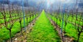 Sussex, England, United Kingdom, wine growing region, rows of long straight grapevines in and English vineyard in winter Royalty Free Stock Photo