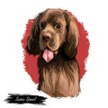 Sussex Spaniel compact spaniel and similar to Clumber-Spaniel. Digital art illustration. Animal watercolor portrait closeup