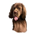 Sussex Spaniel compact spaniel and similar to Clumber-Spaniel. Digital art illustration. Animal watercolor portrait closeup