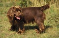 Sussex Spaniel Dog, Male Royalty Free Stock Photo