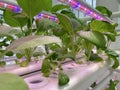 Sustainability, urban farming agriculture concept. Close up view of common local vegetables growing under artificial led grow