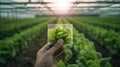 Sustainable agriculture concept. Person standing in a greenhouse, holding a glass card with an image of a cabbage, first person