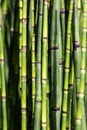 Sustainable background with green horsetail stems for beautiful nature