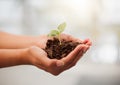 Sustainable, eco friendly and plant growth in hand with soil to protect the environment and ecosystem. Closeup of female Royalty Free Stock Photo