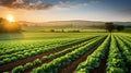 Sustainable Farm Landscape