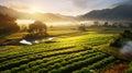 Sustainable Farm Landscape