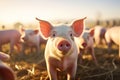 Sustainable Farming Capturing Ecological Pigs and Piglets at a Domestic Farm. created with Generative AI Royalty Free Stock Photo