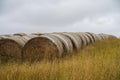 sustainable farming growing food with enviromentally friendly practices in summer