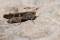 Sustainable food from the 2030 agenda, grasshopper on rock with midday light in the Sierra de Mariola