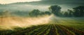 Concept Agriculture, Sustainable Growth Farmland Flourishes Under Sprinklers Mist