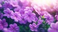Sustainable Irrigation Strategies Optimizing Water Use for Vibrant Summer Blooms Discover effective techniques for maintaining