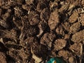 Sustainable Living: Aerial Shot of Sun-Dried Cow Dung Cakes Royalty Free Stock Photo