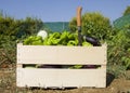 sustainable organic garden collection of vegetables peppers, aubergines and tomatoes