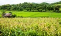 Sustainable rice and Corn fields, Chiang Mai Royalty Free Stock Photo