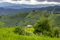 Sustainable rice and Corn fields, Chiang Mai, Thailand Royalty Free Stock Photo