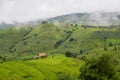 Sustainable rice and Corn fields, Chiang Mai, Thailand