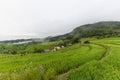 Sustainable rice and Corn fields, Chiang Mai, Thailand