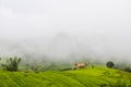 Sustainable rice and Corn fields, Chiang Mai, Thailand Royalty Free Stock Photo