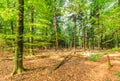 Sustainably managed natural forest with beech trees Royalty Free Stock Photo