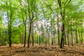 Sustainably managed natural forest with Beech trees Royalty Free Stock Photo
