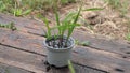 Sustaining New Life: Carefully Watering Young Washinghtonia Robusta Palm Tree Seedlings