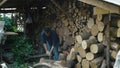 Determined Man Laboring to Gather Firewood for the Farmhouse Fireplace