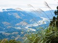 Susuki grass growing at the top of Mount Minobu - Yamanashi prefecture, Japan