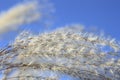 Susuki (Japanese pampas grass) Royalty Free Stock Photo