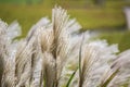 Susuki Japanese Pampas Grass,Miscanthus sinensis blowing in the breeze in Ibaraki,Japan