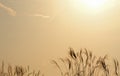 Susuki means Miscanthus sinensis on the earth is taken around Tokyo, Japan. It was pictured in the fall season. This plants are co