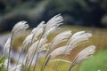 SusukiJapanese Pampas Grass,Miscanthus sinensis blowing in the breeze in Ibaraki,Japan