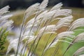 SusukiJapanese Pampas Grass,Miscanthus sinensis blowing in the breeze