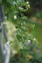 Sutera cordata \'Big Baja\' blooms in August. Berlin, Germany