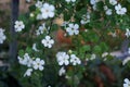 Sutera cordata \'Big Baja\' blooms in October. Berlin, Germany