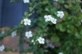 Sutera cordata \'Big Baja\' blooms in October. Berlin, Germany