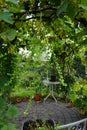 Sutera cordata \'Big Baja\' blooms with white flowers in a flower pot in autumn. Berlin, Germany.