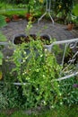 Sutera cordata \'Big Baja\' blooms with white flowers in a flower pot in autumn. Berlin, Germany.