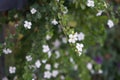 Sutera cordata \'Big Baja\' blooms with white flowers in a flower pot in autumn. Berlin, Germany.