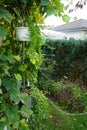 Sutera cordata \'Big Baja\' blooms with white flowers in a flower pot in autumn. Berlin, Germany.