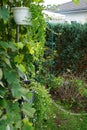 Sutera cordata \'Big Baja\' blooms with white flowers in a flower pot in autumn. Berlin, Germany.